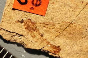 Media type: image;   Entomology PALE-1280